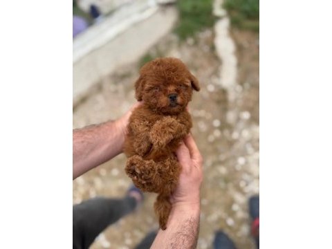 Kore teacup poodle yavrularımız