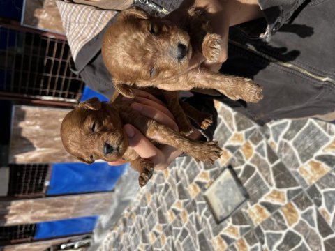 Red brown toy poodle yavrularımız