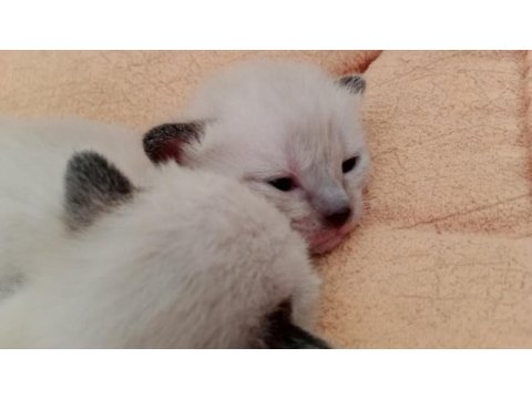 1 aylık safkan yavru siyam kedisi