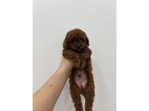 Kore kan ırk ve sağlık garantili erkek yavru poodle