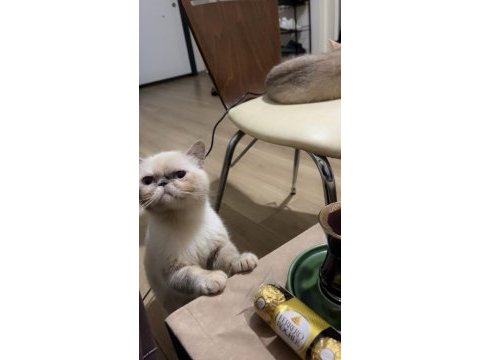 Meraklısına exotic shorthair