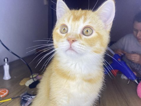 British shorthair golden 3 aylık oyuncu
