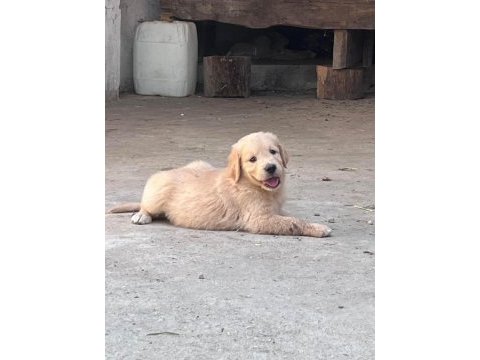 Safkan baby face (bebek yüz) golden retriever puppy