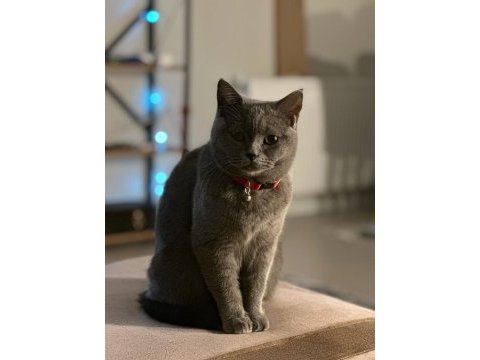 3 yaşında shorthair dişi