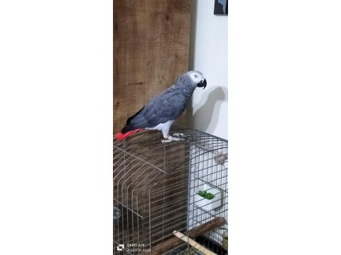 Jako kırmızı kuyruk 20/30 kelime konuşur