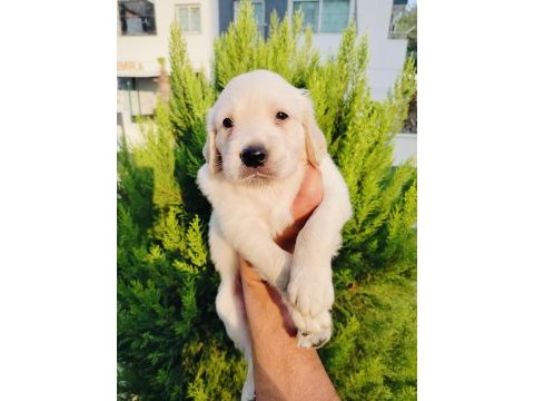 Golden retriever yavru köpeklerimiz
