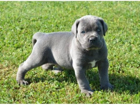 Üst seviye cane corso yavruları