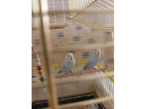 3 aylık yavru muhabbet kuşu