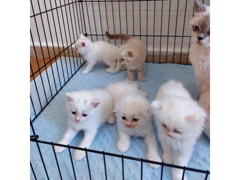 British shorthair