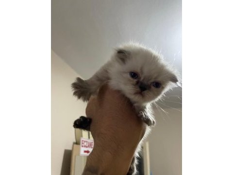 Rezerve scottish fold lynx point yavrular 25 günlük