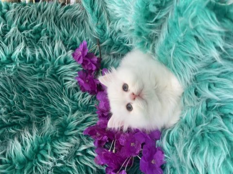 Güzel scottish fold yavrular yeni yuvalarını arıyor