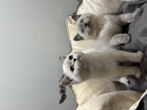 British shorthair yavrular