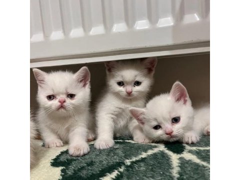 Teslime hazır british shorthair bebekler
