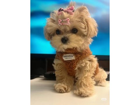 Yuvasına gitmeye hazır maltipoo bebekler