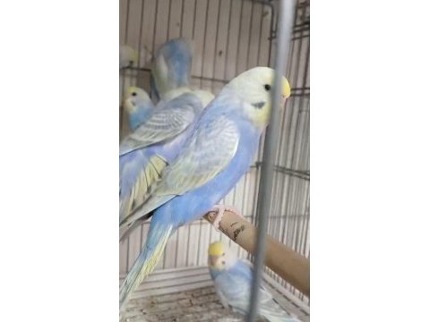 Yeni yeme düşen rainbow muhabbet kuşu bebekler