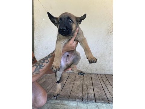 Koca patili malinois yavrumuz