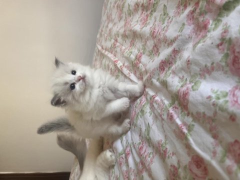 Ragdoll yavruları