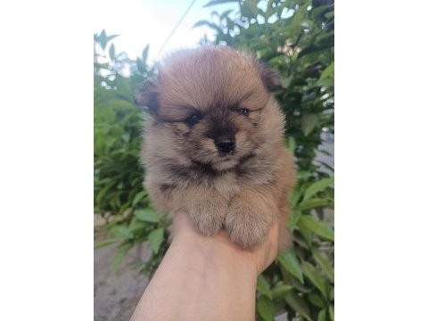 Tatlılık abidesi son 2 yavru 1 dişi 1 erkek pomeranian