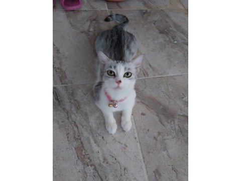 Silver british shorthair luna ömürlük yuva arıyor