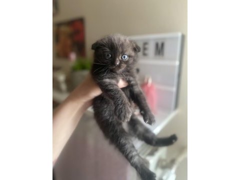 Scottish fold bebekler