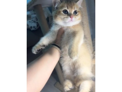 British shorthair golden kardeşler erkek