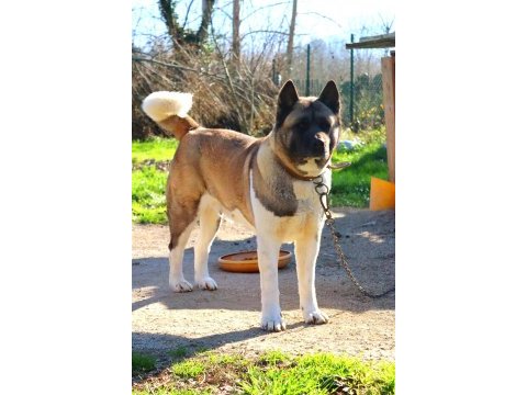 Amerikan akita yavrular