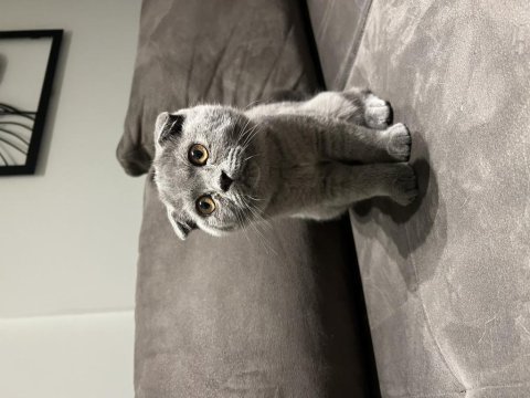 Kendini sevdiren sıcak kanlı beyaz scottish fold