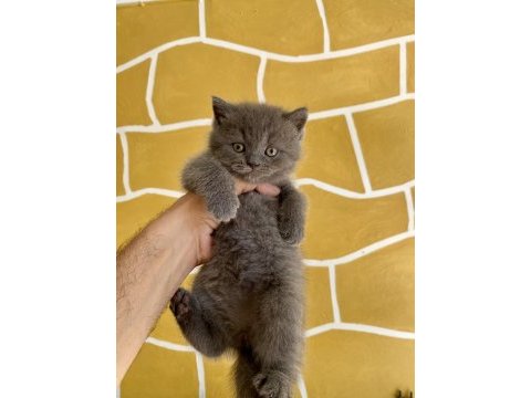 Çok sevimli ve oyuncu british shorthair yavrularım