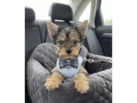 Tüy dökmeyen koku alerji yapmayan ırk köpeğimiz