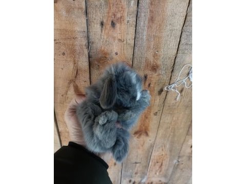 Safkan hollanda lop tavşan yavruları