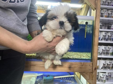 A kalite teslime hazır shih tzu yavrular