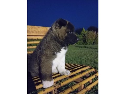 Efsane amerikan akita yavrular