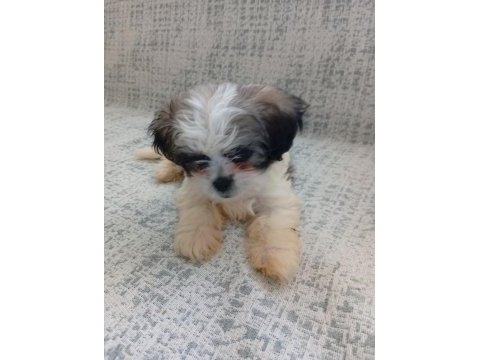 3 aylık shih tzu orjinal teacup yavru erkek