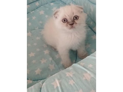 British shorthair yavrularımız yeni yuva arıyor