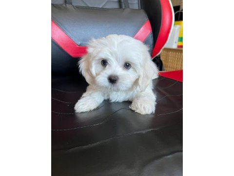 Sevimli maltese minikler