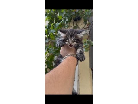 Anne babası üst düzey maine coon bebeklerimiz