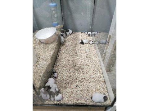 Panda mice