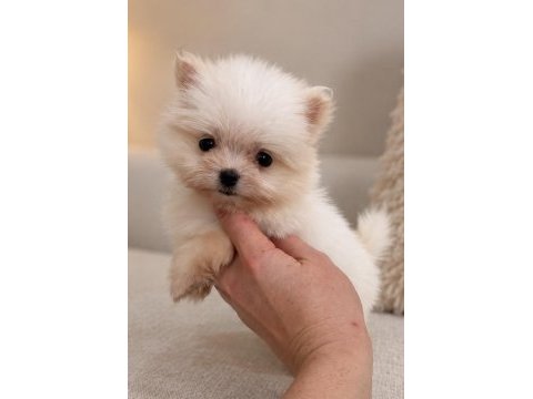 Minicik pomeranian boo