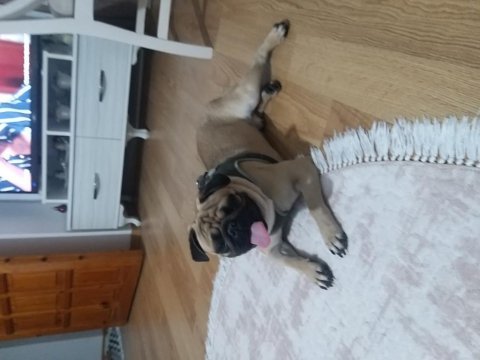 Pug köpeğimiz 4 yaşında