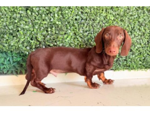 Choco tan ve black tan dachshund yavrular