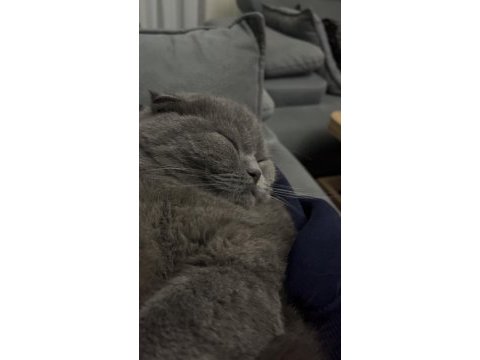Acil scottish fold erkek