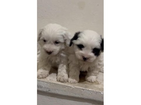 Son erkek yavru maltipoo
