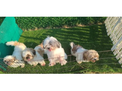 2 dişi ve 1 erkek takım shih tzu
