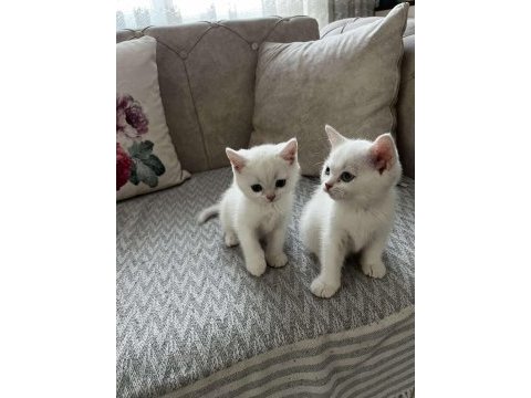 Safkan british longhair ve shorthair yavrular
