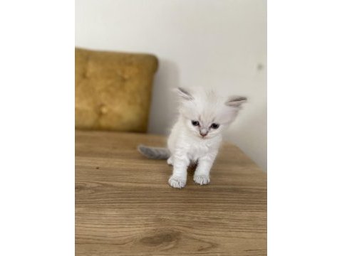 British shorthair minnoşlar sahibini bekliyor