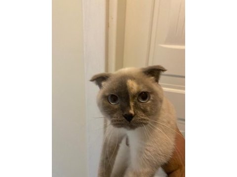 Scottish fold acil yeni yuvasını arıyor