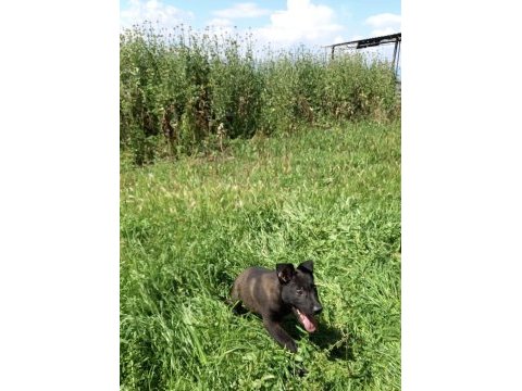 A kalite arayana full aşılı erkek malinois yavru