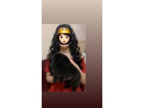 Pomeranian erkek köpeğimiz