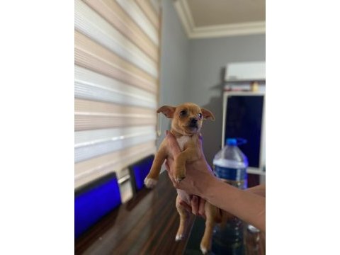 Sahiplendirme chihuahua yavrular