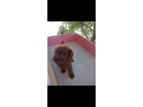 Tuvalet eğitimli erkek toy poodle yavrular
